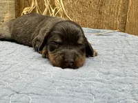 Libby, a female Miniature Dachshund for sale in Springfield, MO – 4 of 4