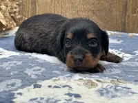 Libby, a female Miniature Dachshund for sale in Springfield, MO – 6 of 9