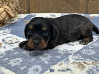 Libby, a female Miniature Dachshund for sale in Springfield, MO – 7 of 9