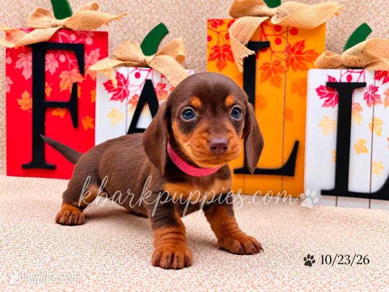 Freya – Miniature Dachshund puppy for sale in Springfield, MO