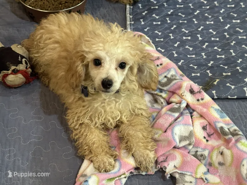 Teddy – Poodle - Toy  puppy for sale in Springfield, MO