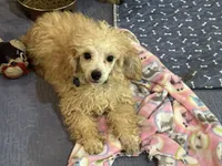 Teddy, a female Poodle - Toy  for sale in Springfield, MO – 1 of 6