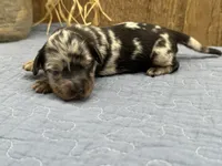 Paisley, a female Miniature Dachshund for sale in Springfield, MO – 5 of 5