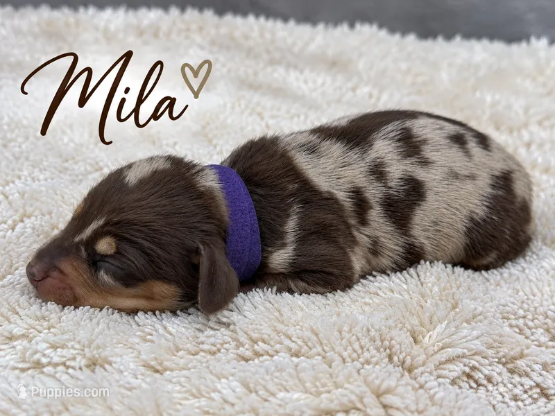 Mila – Miniature Dachshund puppy for sale in Springfield, MO