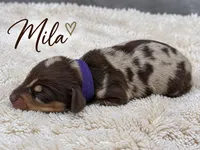 Mila, a female Miniature Dachshund for sale in Springfield, MO – 1 of 1