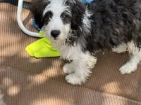 Benji, a male Miniature Aussiedoodle for sale in Springfield, MO – 2 of 2
