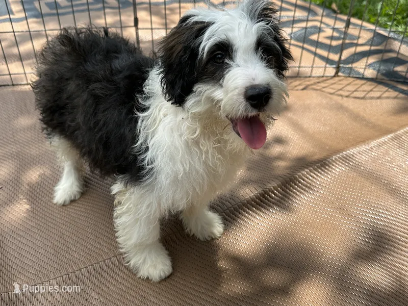 Benji – Miniature Aussiedoodle puppy for sale in Springfield, MO