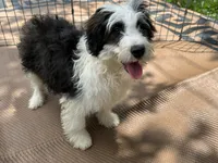 Benji, a male Miniature Aussiedoodle for sale in Springfield, MO – 1 of 2