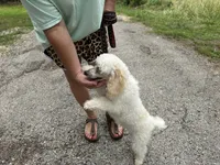 Bean, a male Poodle - Miniature  for sale in Springfield, MO – 5 of 10
