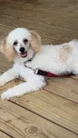 Bean, a male Poodle - Miniature  for sale in Springfield, MO – 7 of 10