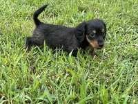 Libby, a female Miniature Dachshund for sale in Springfield, MO – 4 of 9