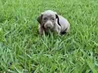 Isabella, a female Miniature Dachshund for sale in Springfield, MO – 4 of 10