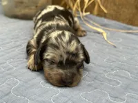 Paisley, a female Miniature Dachshund for sale in Springfield, MO – 4 of 5