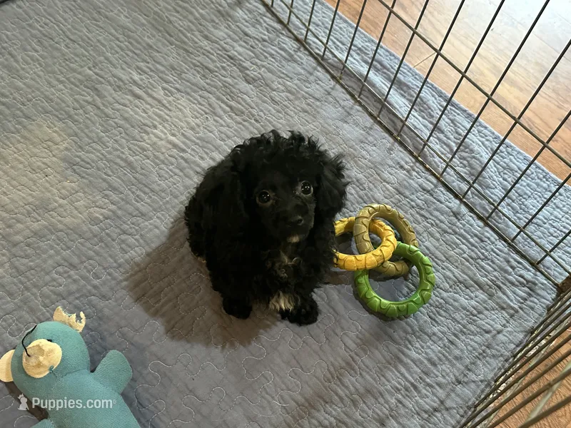 Loddie – Poodle - Toy  puppy for sale in Springfield, MO