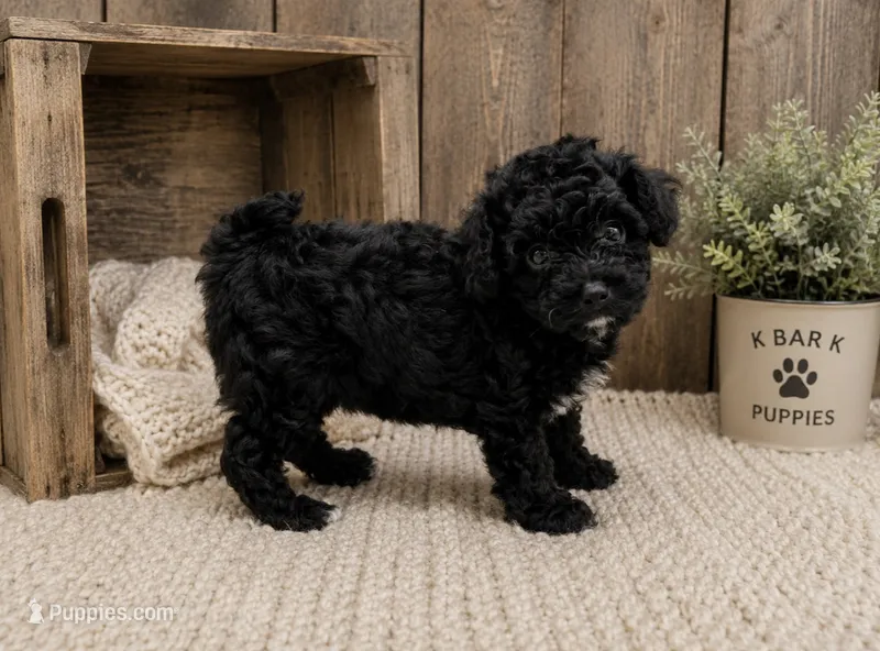 Loddie – Poodle - Toy  puppy for sale in Springfield, MO
