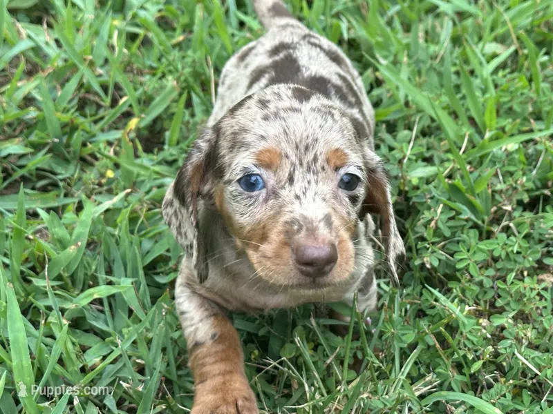 Miniature Dachshunds – Miniature Dachshund puppy for sale in Springfield, MO
