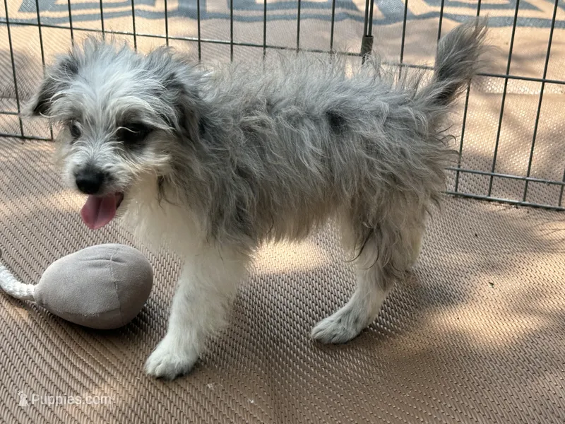 Blake – Miniature Aussiedoodle puppy for sale in Springfield, MO