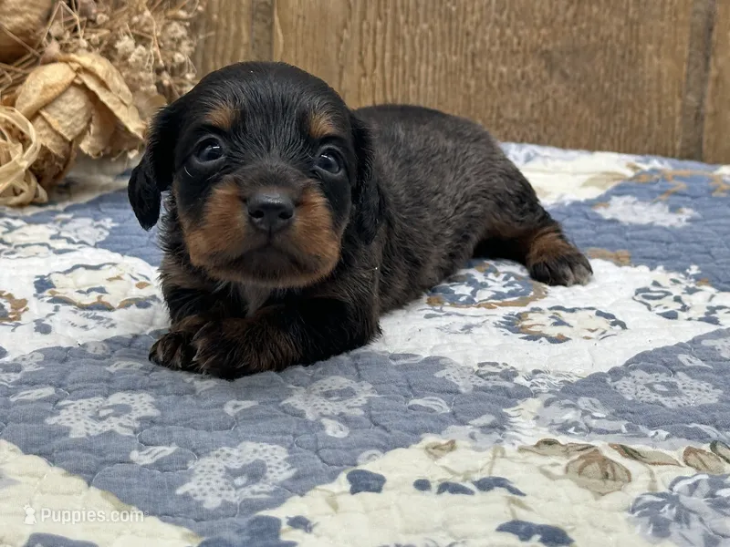 Libby – Miniature Dachshund puppy for sale in Springfield, MO