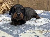 Libby, a female Miniature Dachshund for sale in Springfield, MO – 5 of 9