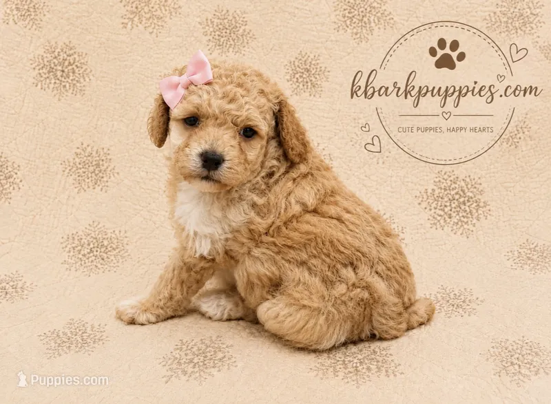 Daisy – Poodle - Toy  puppy for sale in Springfield, MO