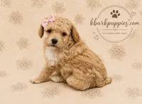 Daisy, a female Poodle - Toy  for sale in Springfield, MO – 1 of 1