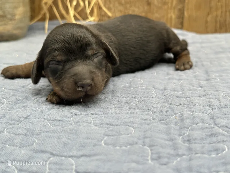 Saddie – Miniature Dachshund puppy for sale in Springfield, MO