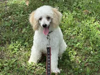 Bean, a male Poodle - Miniature  for sale in Springfield, MO – 4 of 10