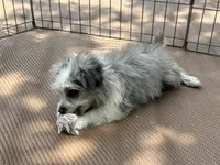 Blake, a male Miniature Aussiedoodle for sale in Springfield, MO – 4 of 4