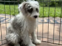 Benny, a female Miniature Aussiedoodle for sale in Springfield, MO – 2 of 4
