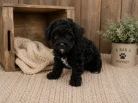 Loddie, a female Poodle - Toy  for sale in Springfield, MO – 3 of 4