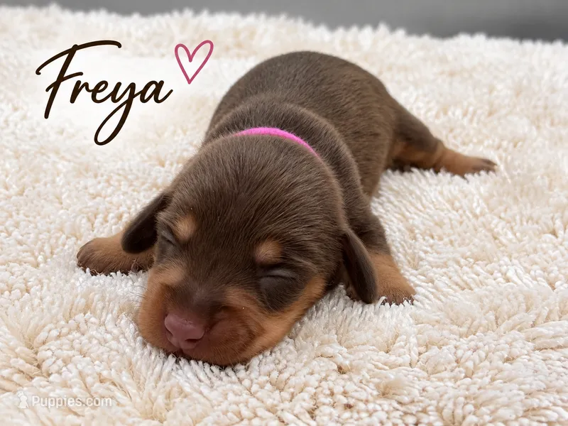 Freya – Miniature Dachshund puppy for sale in Springfield, MO