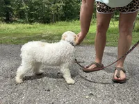 Bean, a male Poodle - Miniature  for sale in Springfield, MO – 8 of 10