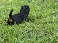 Saddie, a female Miniature Dachshund for sale in Springfield, MO – 3 of 8