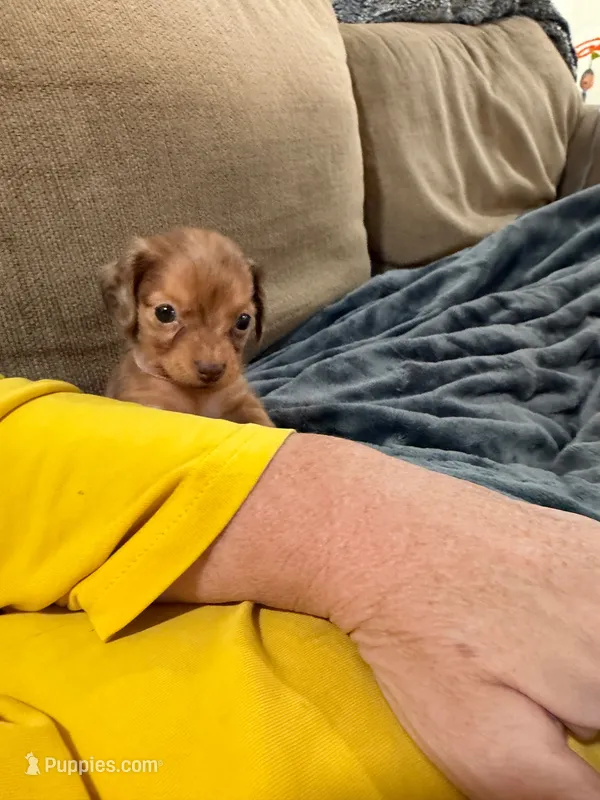 Adali – Miniature Dachshund puppy for sale in Springfield, MO