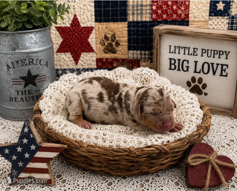 Miniature Dachshunds – Miniature Dachshund puppy for sale in Springfield, MO