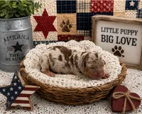 Miniature Dachshunds, a female Miniature Dachshund for sale in Springfield, MO – 1 of 1