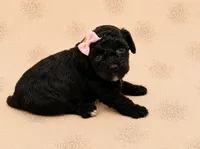Loddie, a female Poodle - Toy  for sale in Springfield, MO – 4 of 4