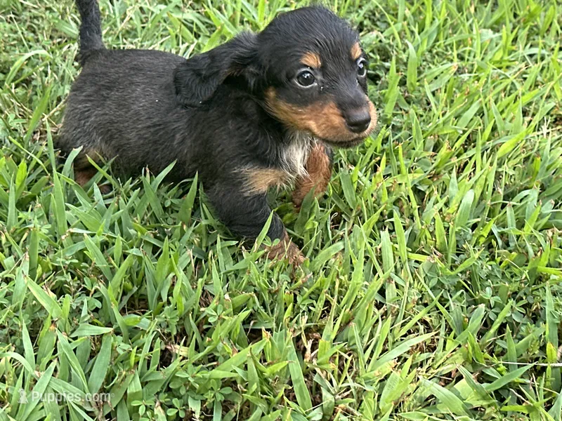 Libby – Miniature Dachshund puppy for sale in Springfield, MO