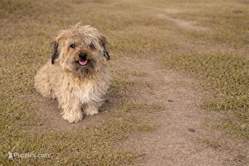 Barney  – Havanese puppy for sale in Springfield, MO