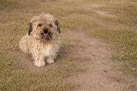 Barney , a male Havanese for sale in Springfield, MO – 1 of 2