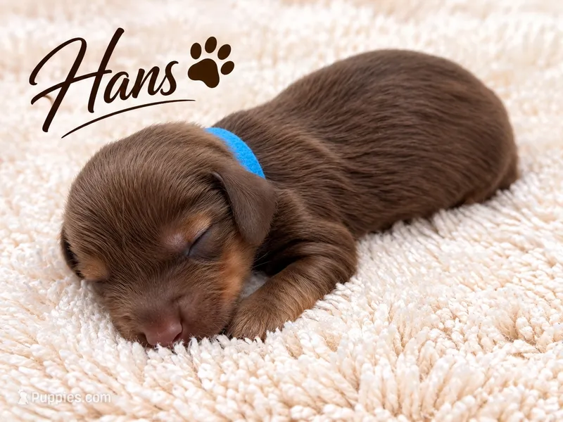 Hans – Miniature Dachshund puppy for sale in Springfield, MO