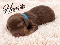 Hans, a male Miniature Dachshund for sale in Springfield, MO – 1 of 1