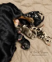 Paisley, a female Miniature Dachshund for sale in Springfield, MO – 2 of 5