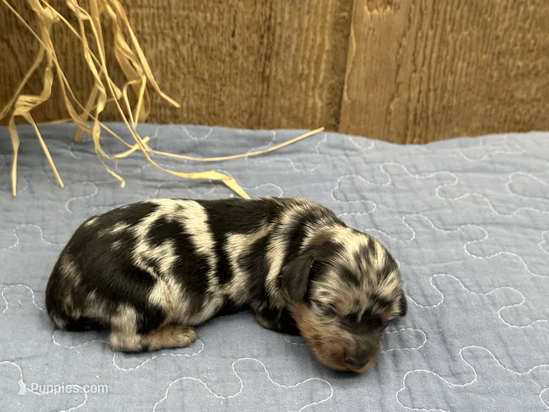 Paisley – Miniature Dachshund puppy on hold in Springfield, MO