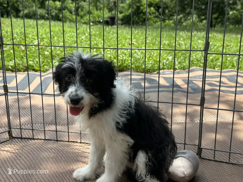 Bella – Miniature Aussiedoodle puppy for sale in Springfield, MO