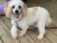 Bean, a male Poodle - Miniature  for sale in Springfield, MO – 1 of 10