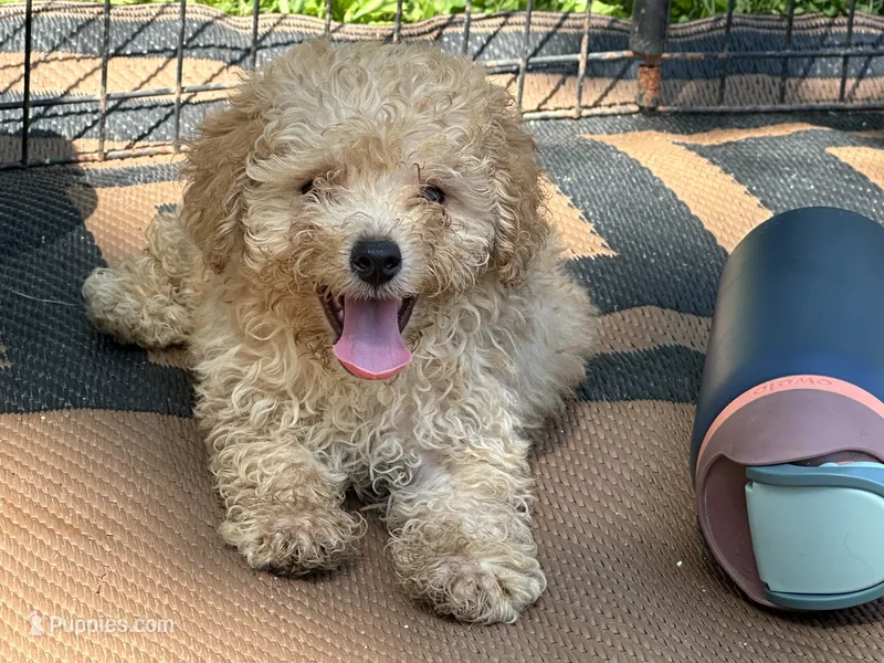 Teddy – Poodle - Toy  puppy for sale in Springfield, MO