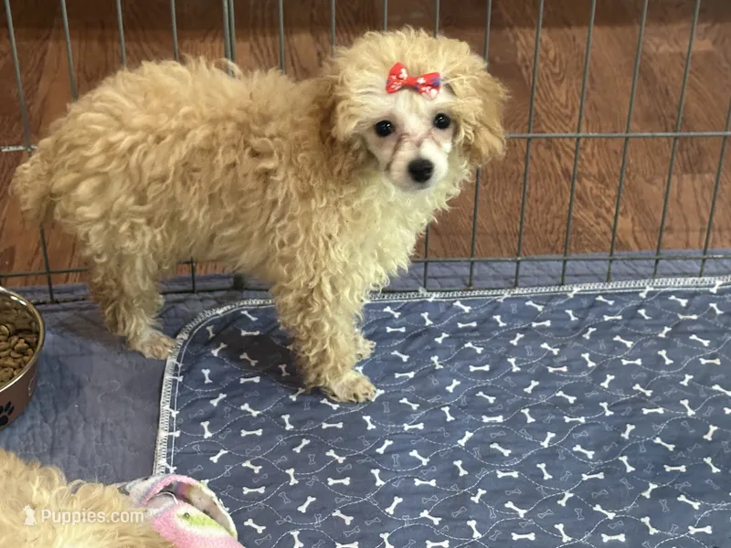 Daisy – Poodle - Toy  puppy for sale in Springfield, MO