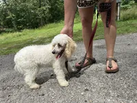 Bean, a male Poodle - Miniature  for sale in Springfield, MO – 3 of 10