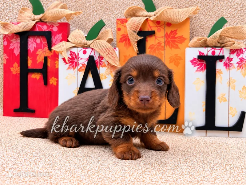 Dax – Miniature Dachshund puppy for sale in Springfield, MO